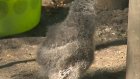 В Пензенском зоопарке пара полярных сов обзавелась потомством