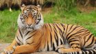 В Пензенском зоопарке тигрице Констанции планируют подобрать пару