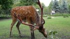 В Пензенском зоопарке пройдет показательное кормление оленей