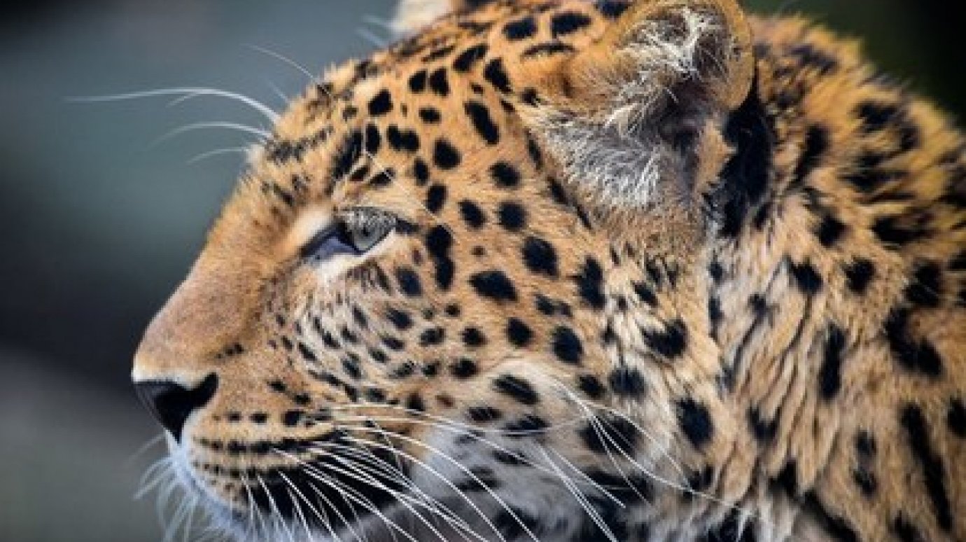 Специалисты вызволили леопарда из подвала жилого дома в Москве