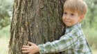 Губернатор предлагает родителям младенцев сажать именные деревья