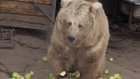В Пензенском зоопарке пройдет показательное кормление бурых медвежат