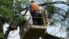МУП «Зеленое хозяйство» занялось сносом аварийных деревьев