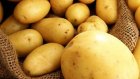 Пензенский картофель нового урожая уже продают в соседних регионах
