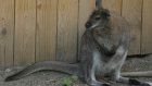 Зоопарк проводит конкурс на лучшее имя для кенгуру
