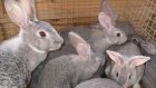 В 2015 году пензенские кролиководы получат поддержку