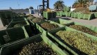 Запрещенные в России европейские продукты заменят оливковым маслом из Туниса