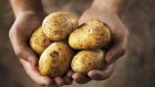 В сети магазинов «Караван» картофель нового урожая идет на ура