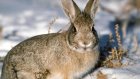 В Пензенской области запрещена охота на зайца