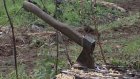 В Лунинском районе ищут браконьеров, срубивших пять дубов