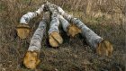 В Камешкирско-Лопатинском лесничестве браконьер срубил 48 берез