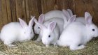 В Мокшанском агротехнологическом колледже успешно разводят кроликов