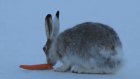 В Пензенской области охота на зайцев в этом сезоне запрещена