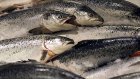 Норвежские производители утроили экспорт лосося в Белоруссию
