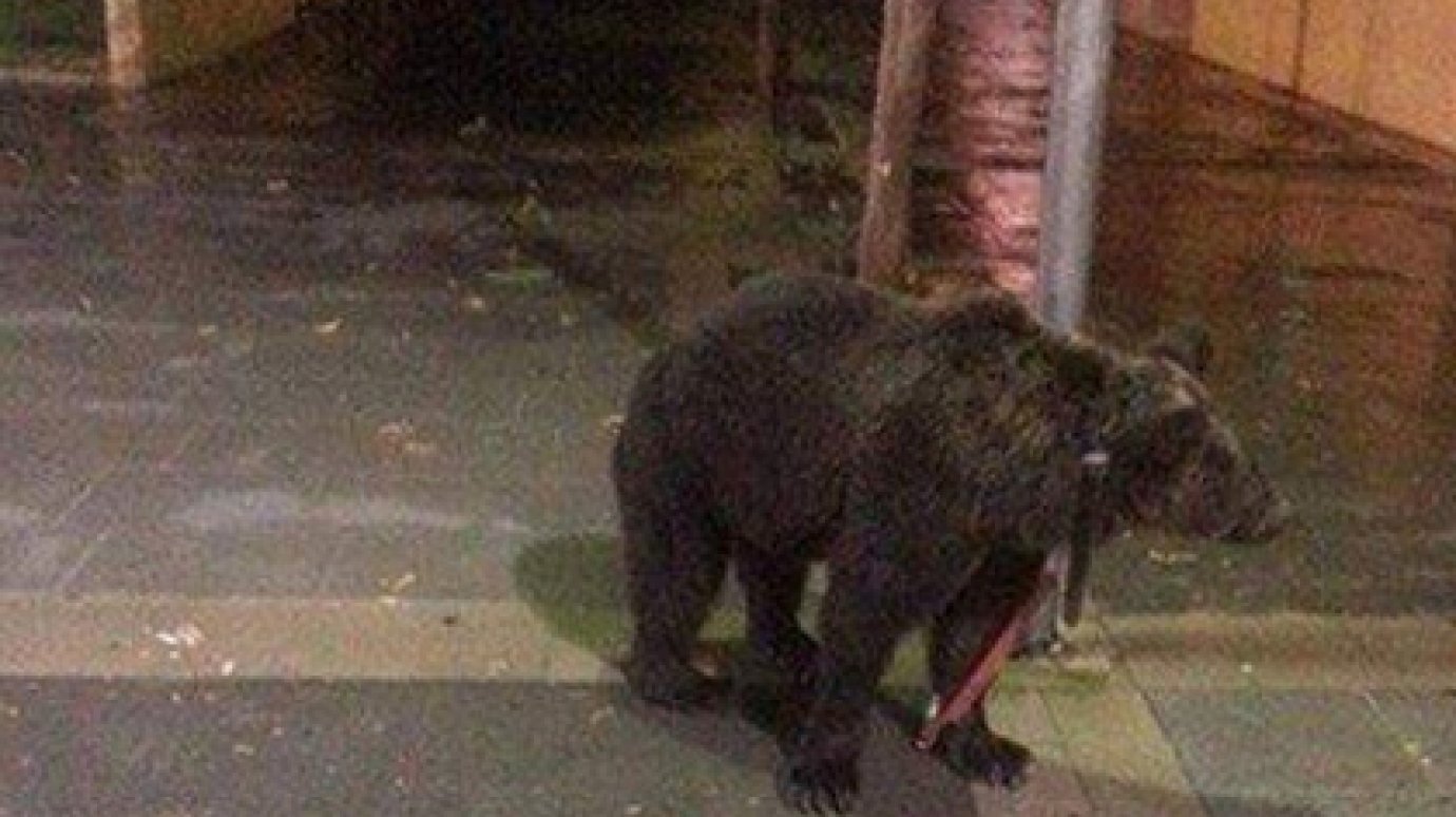 Испанский артист привязал медведя к столбу ради похода в бар