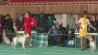 Во дворце спорта «Рубин» прошла выставка собак