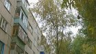 Жители дома на Одесской просят спилить опасное дерево во дворе