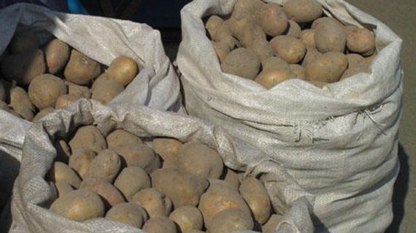 Двое жителей Кузнецкого района украли картофель со склада КФХ