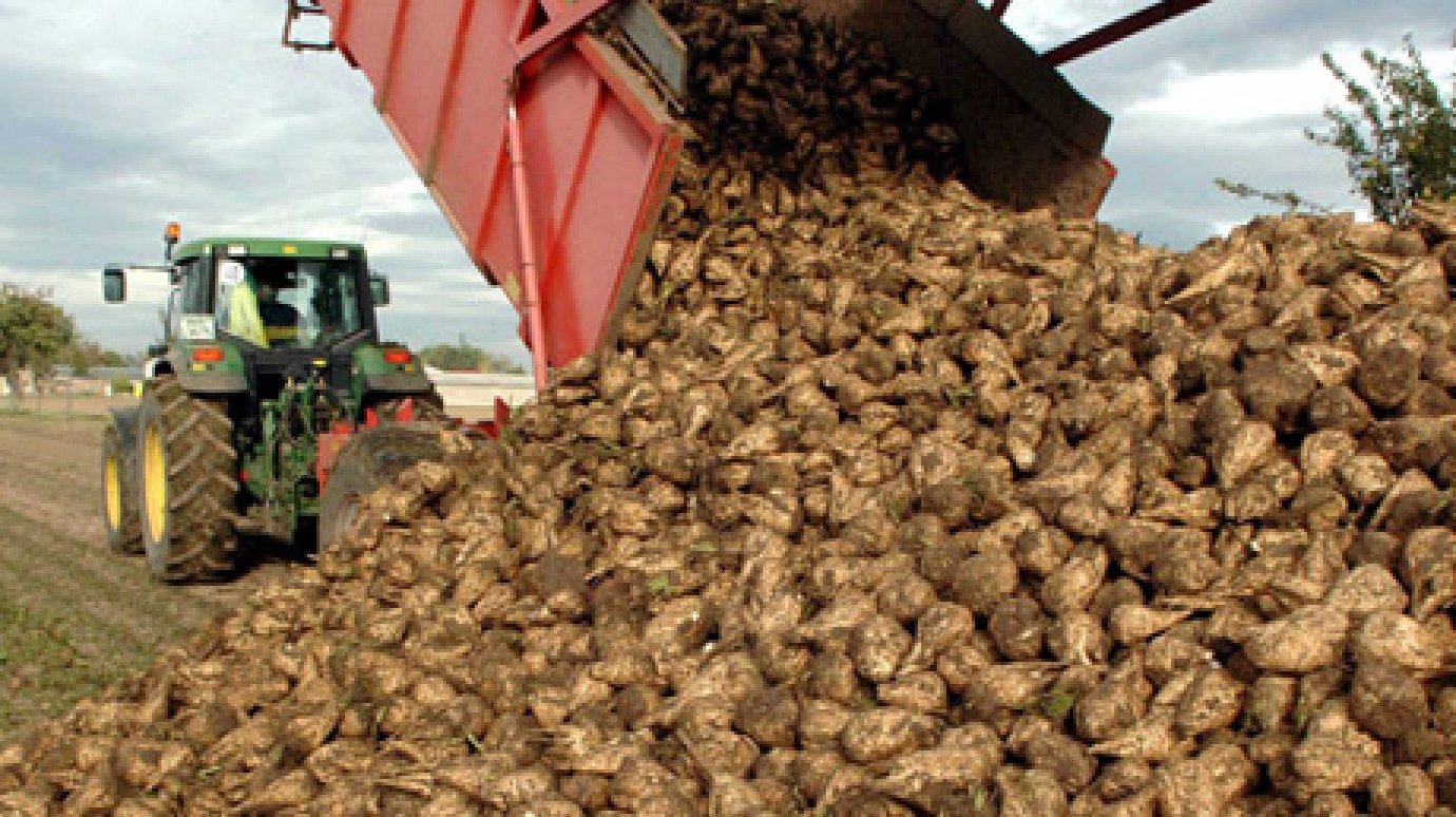 Валовой сбор сахарной свеклы в Пензенской области превысил 1 млн тонн