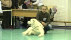 В Пензе прошла всероссийская выставка собак «Осенний бал»