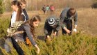 Юные лесоводы собрали в дендропарке семена для школьного питомника