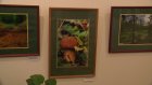 В музее Ульянова открылась выставка фотографий из «Приволжской лесостепи»