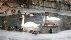 В зоопарке водоплавающих птиц подготовили к зимовке