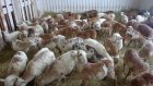 Саратовский ученый рассказал о методе ускоренного выращивания овец