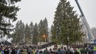 В Рузском районе Подмосковья срубили главную елку страны