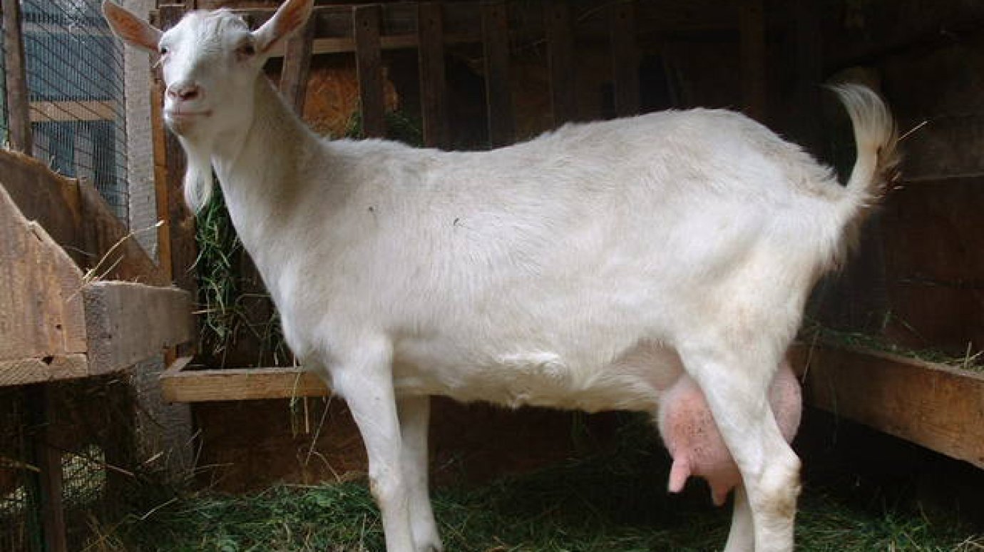 В Белинском районе ребенка из неблагополучной семьи выкармливает коза