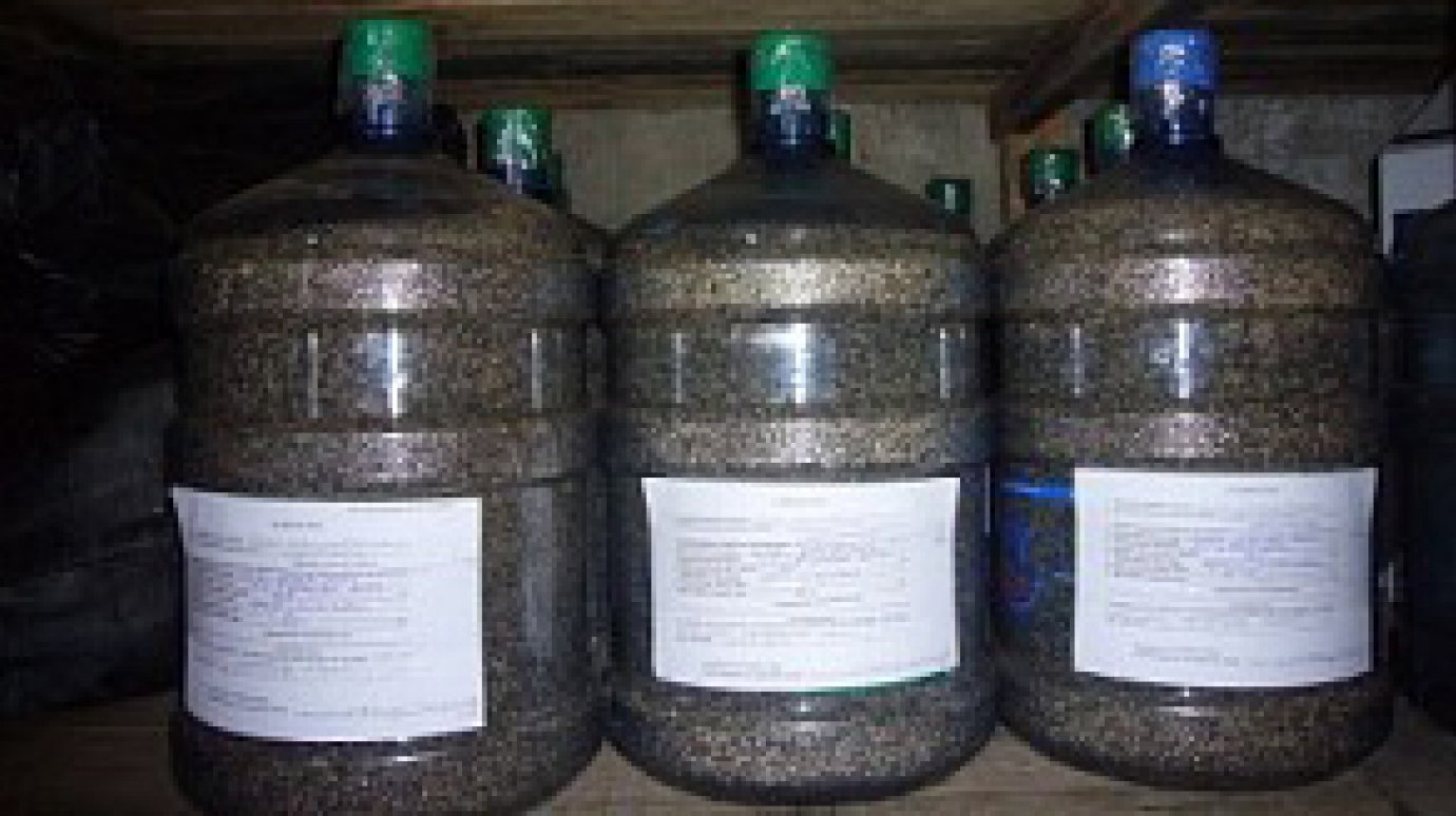 В Ломовском лесничестве получили 120 кг семян сосны