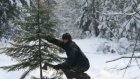 Новогодняя елка обойдется браконьеру в несколько тысяч рублей