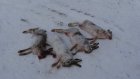 В Мокшанском районе браконьеры застрелили четырех зайцев