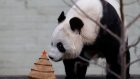 Китайские панды стали жертвами эпидемии собачьей чумки