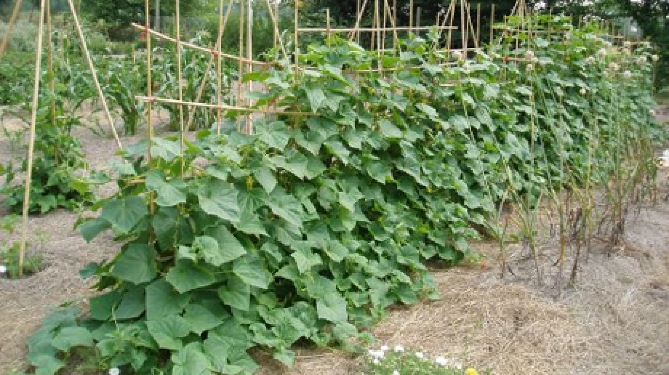 Пензенский храм будет выращивать овощи для нуждающихся