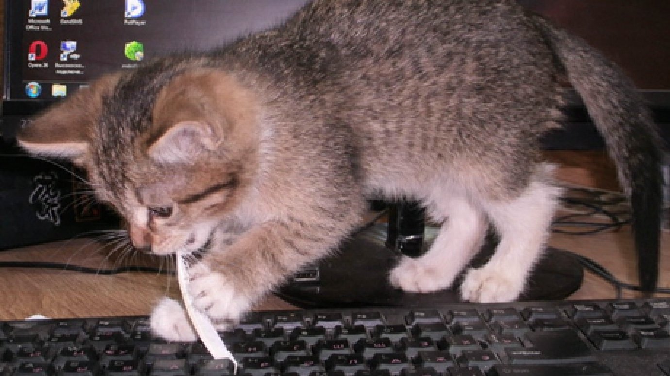 Пензенский зоопарк ищет хозяина для котенка-подкидыша