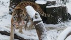 Тигрица Таня научилась лепить снежные шары