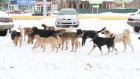 Бродячие собаки мешают жителям улицы Тарханова попасть домой