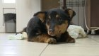 Россияне собрали деньги на лечение травмированного в Пензе пса