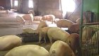 Свиньи из Воронежа уничтожены из-за подозрения на заражение чумой
