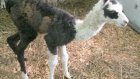 В Пензенском зоопарке у ламы появился малыш