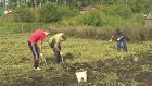 Пензенцев намерены обеспечить семенами картофеля и техникой