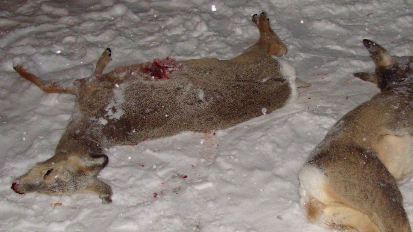 У застреливших косуль охотников изъяли оружие и снегоход