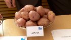 Самарцы привезли в Пензу немецкие сорта картофеля