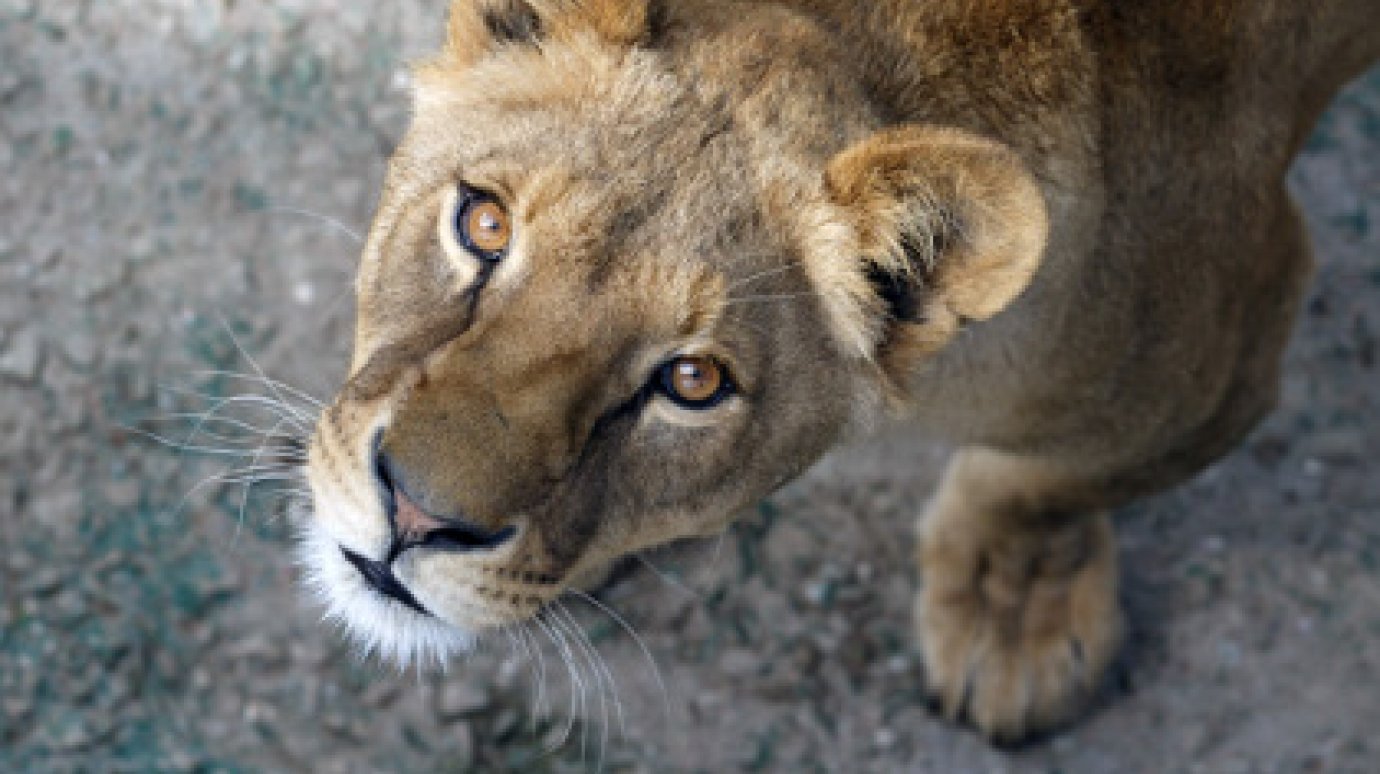 В белгородском зоопарке львица убила нетрезвого мужчину