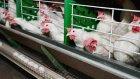 Гендиректор птицефабрики повторно уличен в невыплате зарплаты
