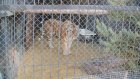 В зоопарк прибыли ушастый фазан, журавль-красавка и тигр Самур