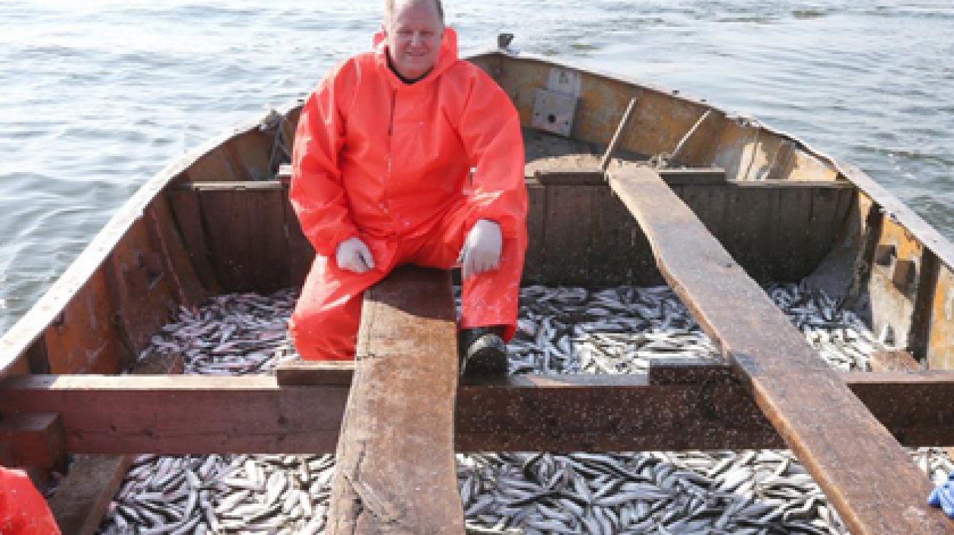 Калининградский губернатор выловил 12 тонн салаки