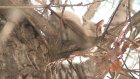 Жители ул. Карпинского не смогли помочь кошке спуститься с дерева