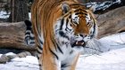 В Пензу привезли уссурийского тигра
